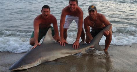 Nantucket Man Wrestles Shark To Shore - CBS Boston