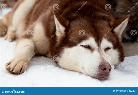 Sleeping husky stock photo. Image of arctic, dreaming - 81735552