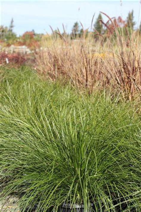 Lomandra longifolia 'Breeze' - Devil Mountain Wholesale Nursery