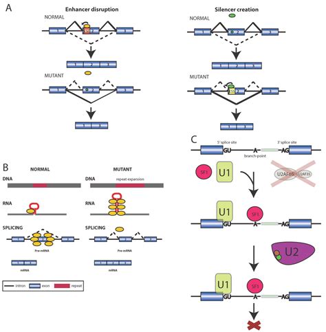 Biomolecules | Special Issue : RNA-Binding Proteins—Structure, Function, Networks and Disease