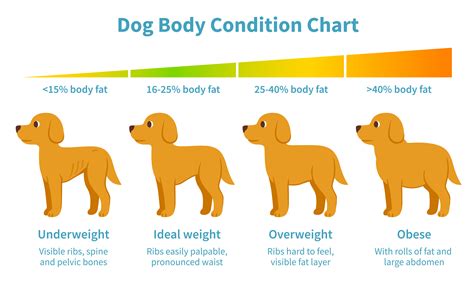 Printable Dog Anatomy Chart