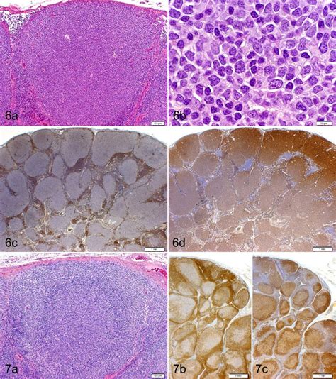 (a-d) Dog, lymph node, follicular lymphoma (FL). (a) The homogeneity of... | Download Scientific ...