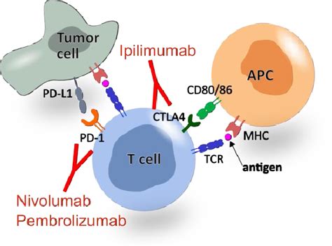 Immunotherapy and its targets. Activation of T cells is mediated by... | Download Scientific Diagram