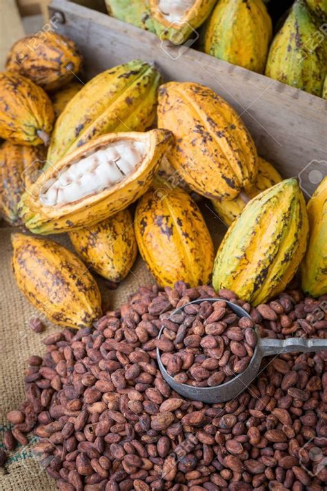 Heirloom Organic Theobroma Cacao Tree Seeds Chocolate Tree | Etsy