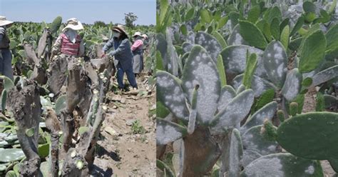 Cochineal Production | Cochineal | Peru-Colors