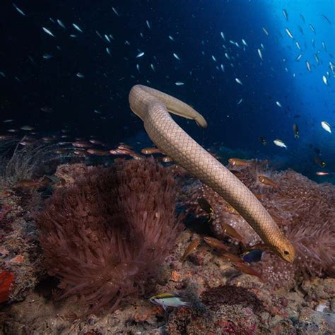 WiseOceans - Creature Feature - Olive Sea Snake