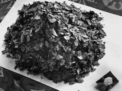 'Dried Coca Leaves, from Which Cocaine is Derived' Photographic Print - Eliot Elisofon ...