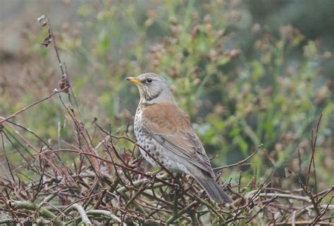 Brian's birding blog: Fieldfare drops in