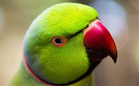 Parrot Fever: symptoms, prevention, and treatment| LifeBei