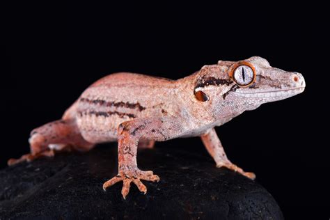 The New Caledonian giant gecko is the world’s largest - Australian ...