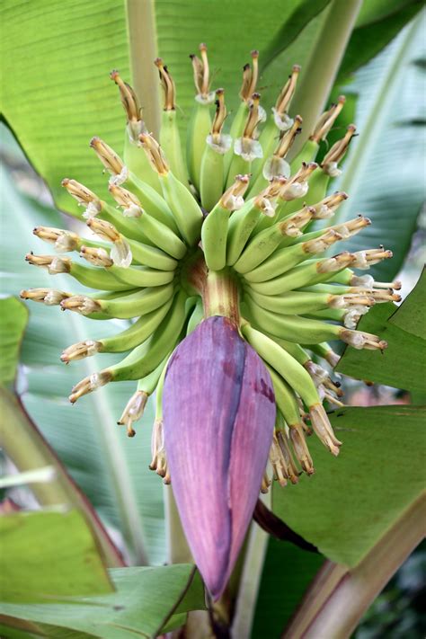 Banana Tree Flower Free Stock Photo - Public Domain Pictures