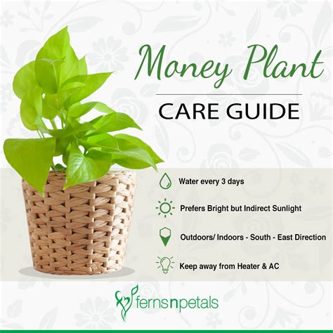 How to take care of Indoor Plants? - Ferns N Petals