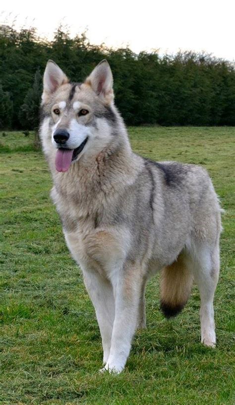 Timber Wolf German Shepherd Puppies