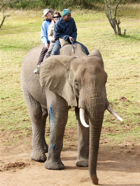 Riding at the Addo Elephant Back Safaris, Eastern Cape Province. Fun. Elephant Ride, Travel ...