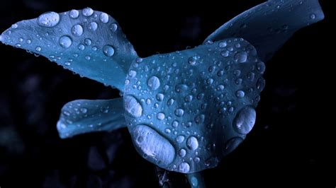 flowers, Water Drops, Macro, Blue Flowers Wallpapers HD / Desktop and ...