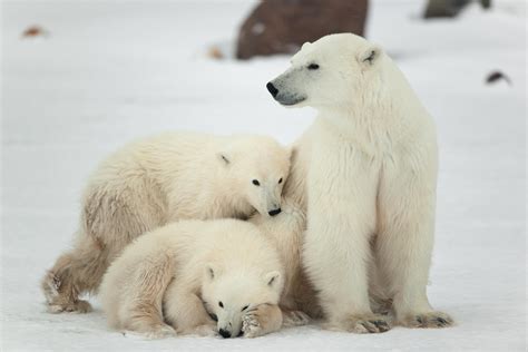 Polar Bear Watching in Canada | 2021 Travel Recommendations