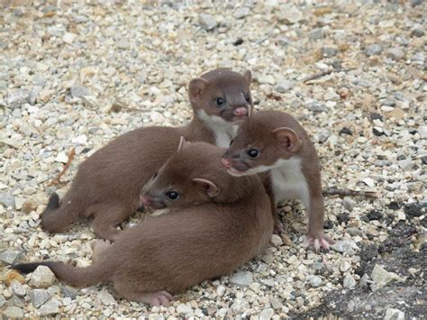 Weasel Facts, Types, Diet, Reproduction, Classification, Pictures