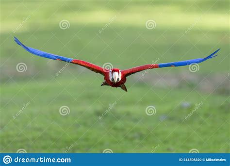 Red Macaw Flying Towards Camera Stock Photo - Image of parrot, beak: 244508320