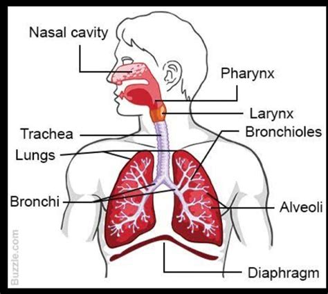 Respiratory System Diagram Labelled Respiratory System Diagr