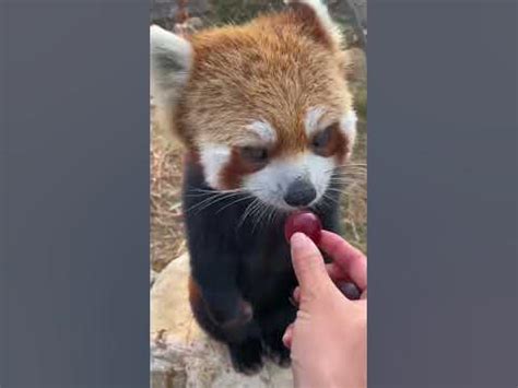 Red pandas eat grapes! Sooo yummy! - YouTube