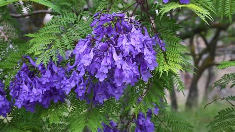 Stock Video Clip of Jacaranda mimosifolia flowers | Shutterstock