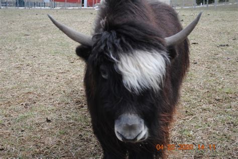 KIWI Katie - Yak, Heifer (female) - Kiwidinok Farm, Boyne City, MI