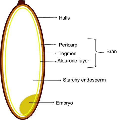 Understanding Cereal Grains | Otherwise Brewing