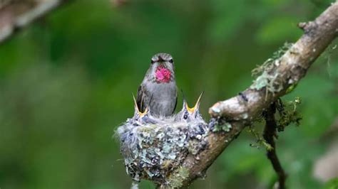 How To Make A Hummingbird Nesting Platform – Hummingbirds Info