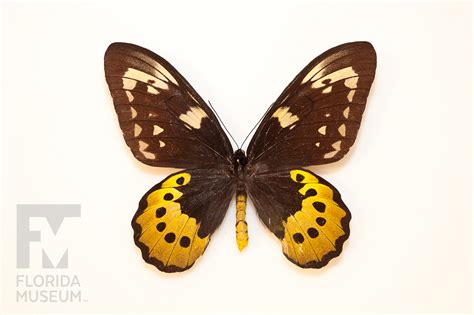 Goliath birdwing, Lepidoptera Collection Photo – Exhibits