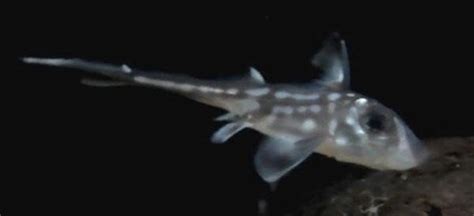 A Feat in Raising a Deep Sea Species! — Shark Research Institute