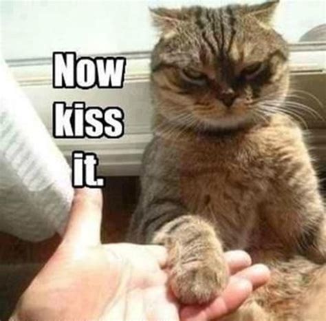 30 funny animal captions - part 2 (30 pics) | Amazing Creatures