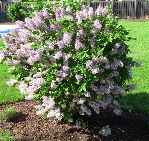 Green Thumb in Zone 5: Beautiful Miss Kim Lilac in Bloom