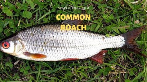 Common Roach Fish Facts and Description - SeaFish