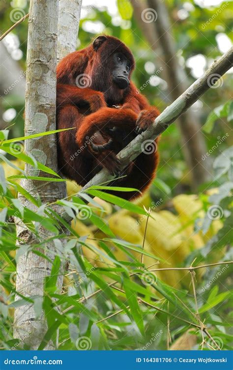 Peru, Amazon Rainforest, Howler Monkeys, among the Largest of the New World Monkeys Stock Photo ...