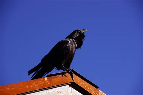 Raven - Large, Mysterious and Devilishly Clever - Animal Corner