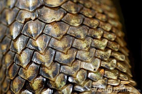 Iguana scales close-up | Reptile scales, Reptiles, Dragon scale