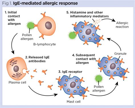 The lymphatic system 4: allergies, anaphylaxis and anaphylactic shock | Hiswai