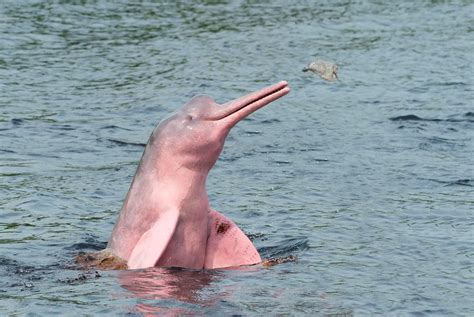 Science Sound(E)scapes: Amazon Pink River Dolphins | Scientific American