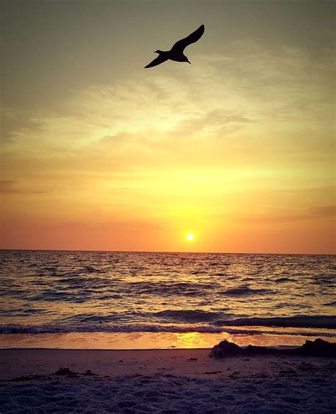 Seagull at Sunset, Pass-a-grill Beach, Florida | Smithsonian Photo Contest | Smithsonian Magazine