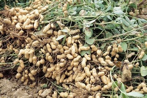 Making Huge Investment Returns On Groundnut Sales