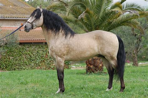 Image detail for -Lusitanian Stallion, animals, buckskin, horses, iberian horse ... | Andalusian ...