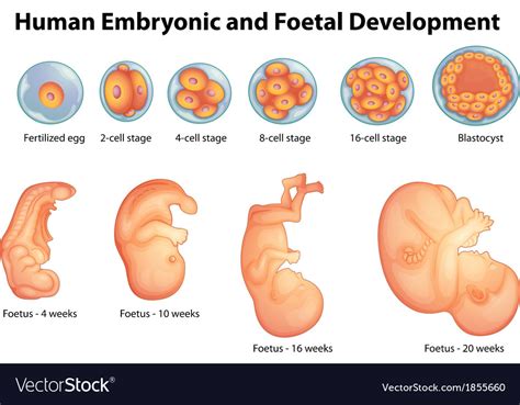 Stages in human embryonic development Royalty Free Vector