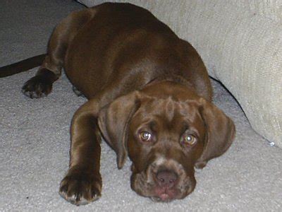 Boxador (Boxer-Lab Mix) Info, Temperament, Training, Puppies, Pictures