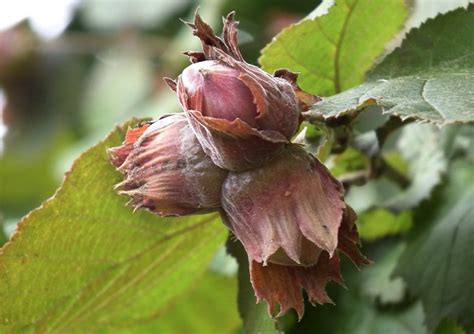 Filbert Nut Tree | Portland Nursery