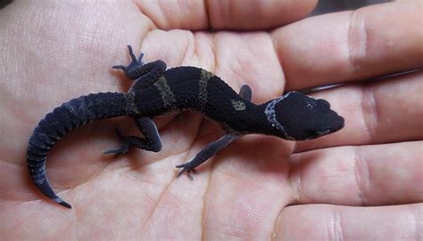 Black Pearl Leopard Gecko: A Deep Dive into Their Care, Diet, and ...