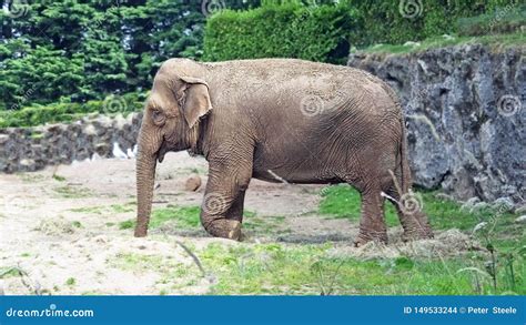 Asian Elephants in Belfast Zoo Northern Ireland Editorial Stock Image ...