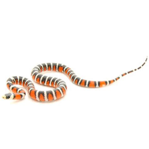 Pyro King Snake for sale from ReptMart.com