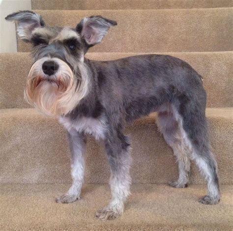 Pin on Schnauzer Love