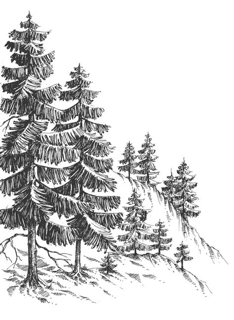 Pine Tree Drawing Realistic