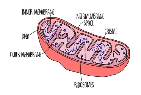 Mitochondria In A Cell Diagram